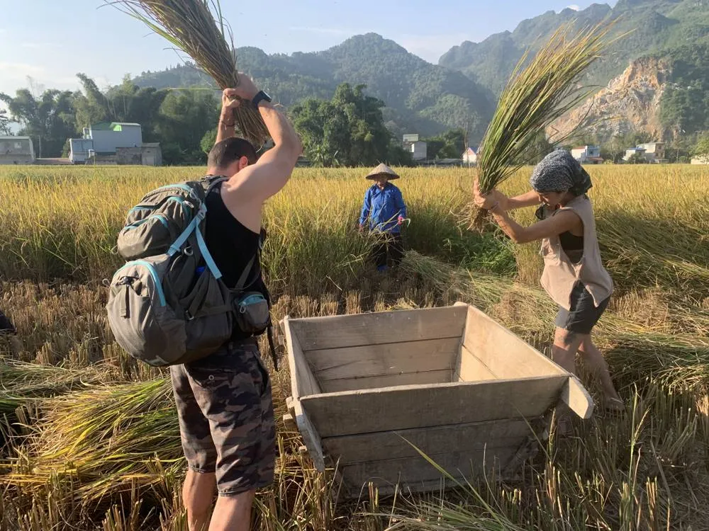 Guests helping local farmers thresh rice